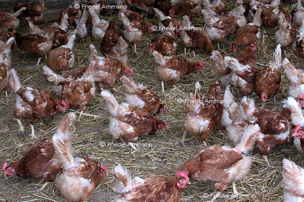 SCHWEIZ - Landwirtschaft - Hüner Bodenhaltung