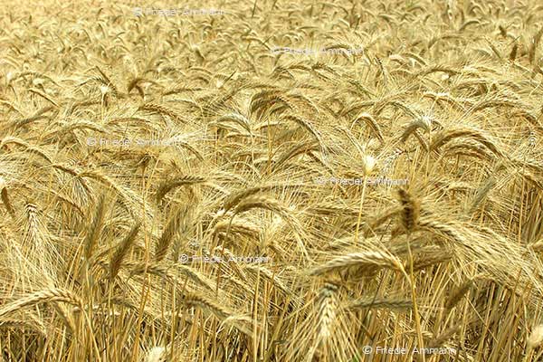 SCHWEIZ - Landwirtschaft - Gerstenfeld