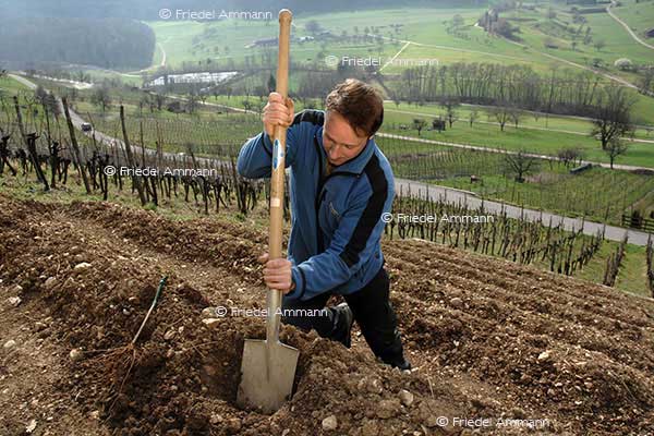 SCHWEIZ - Landwirtschaft - Rebbaubepflanzung