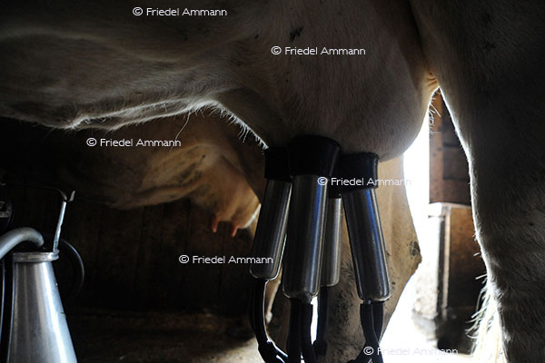 SCHWEIZ - Landwirtschaft - Melkzeit