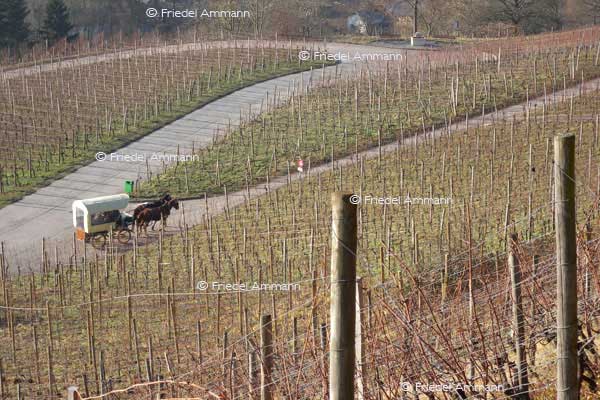 SCHWEIZ - Landwirtschaft