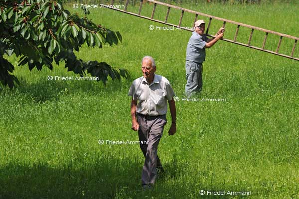 SCHWEIZ – Landwirtschaft - Kirschernte