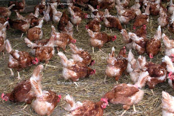 SCHWEIZ - Landwirtschaft - Hühner in Bodenhaltung