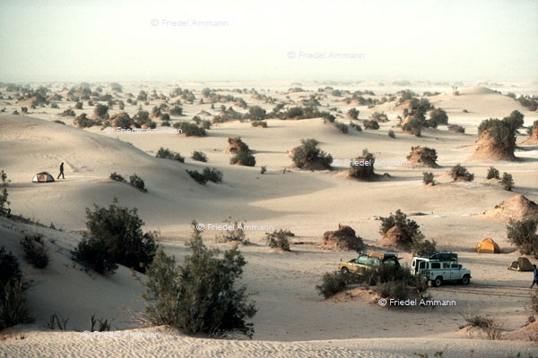 WORLD - Algerien – Tamarisken - Grand Erg Oriental