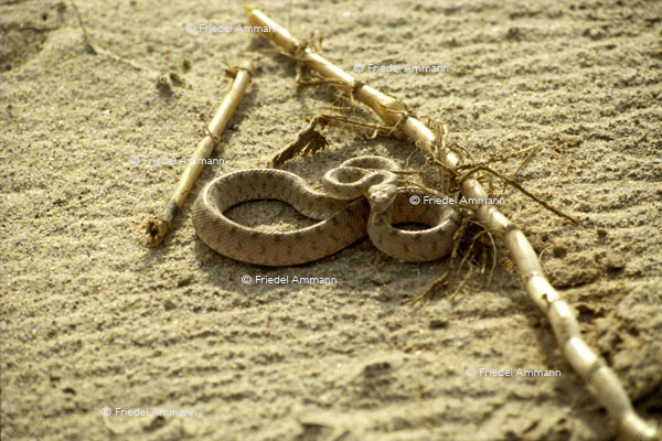 WORLD - Algerien – Hornviper - Grand Erg Oriental