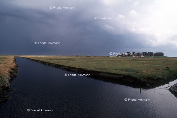 WELT - Deutschland - Hallig