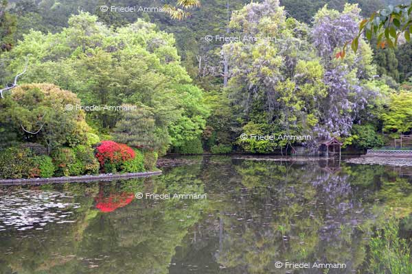 WORLD – Japan – Rokuon-ji Temple, Kyoto