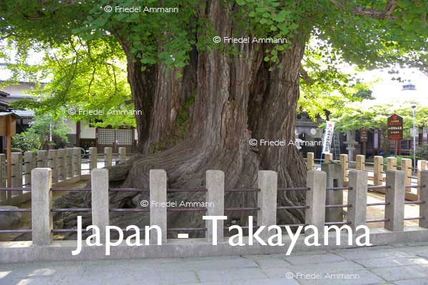 WORLD – Japan – Giant Roots, Takayama