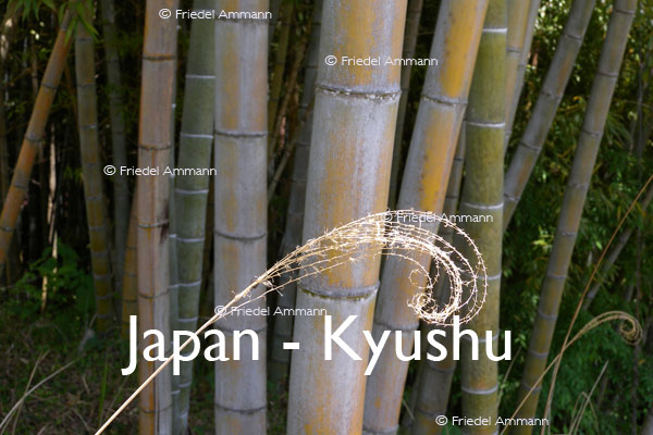 WORLD – Japan – Bamboo Forest