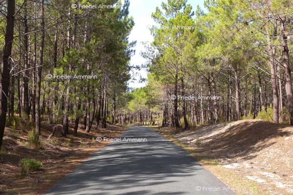 WORLD - France, Atlantik - Forêt Domaniale de Lacanau