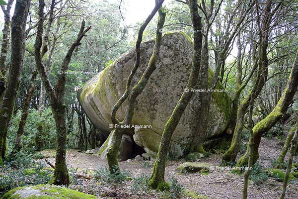 WORLD - France, Korsika, Corsica - Cucuruzzu