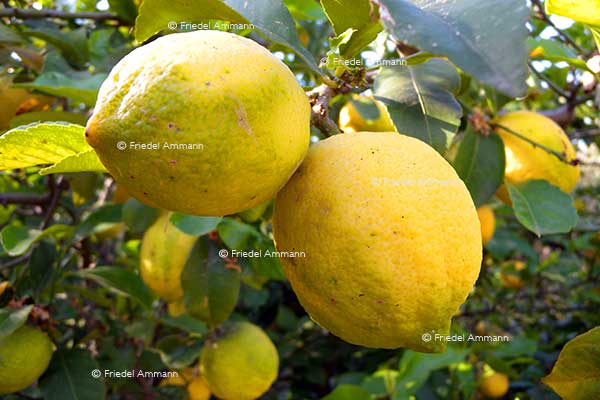 WORLD - Italia – Zitronen / Lemons / Limoni