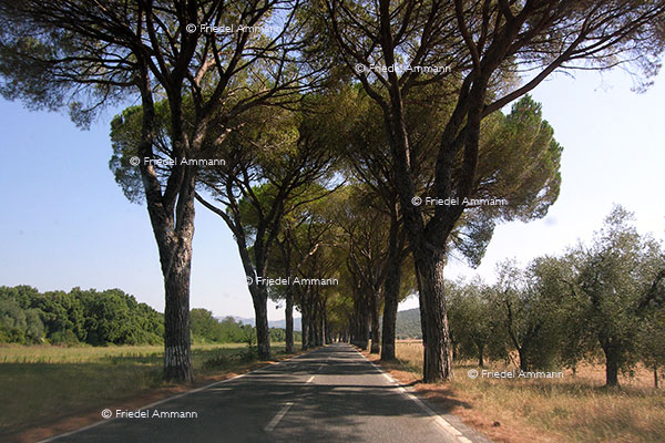 WORLD - Italia - Toscana