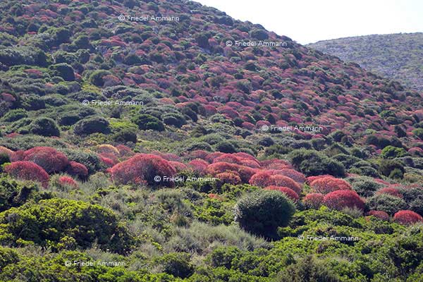 WORLD – Italia, Sardinien / Sardigna