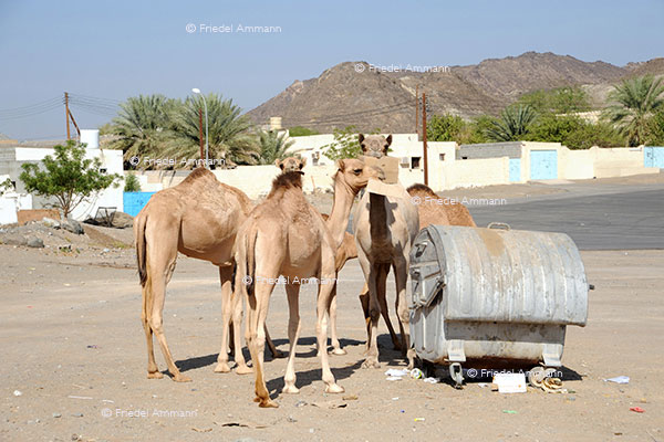 WORLD – Oman - Wahiba Sands - Jebel Akhdar