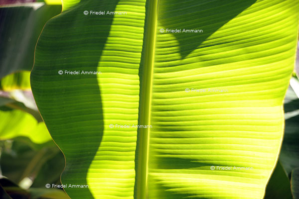 WORLD – Oman - Banana leaf, Birkar Al Mauz