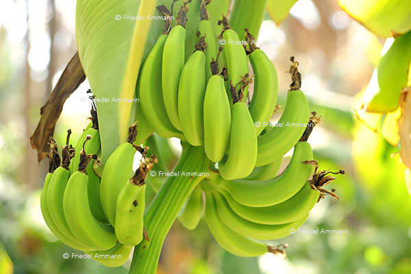 WORLD – Oman - Banana plantations, Birkar Al Mauz