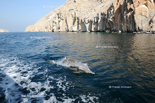 WORLD - Oman - Khasab, Dhow cruise