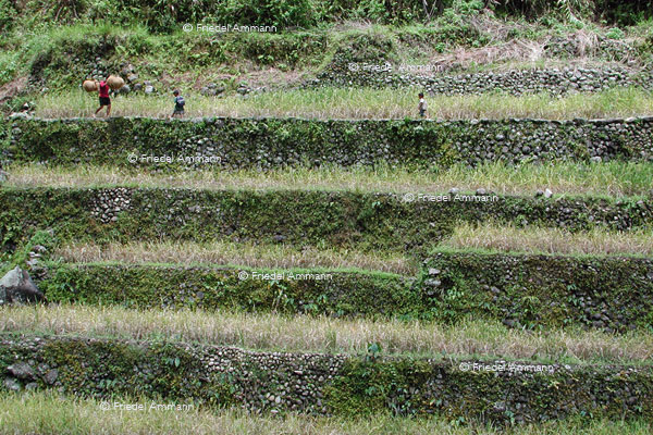 WORLD - Philippinen - Banaue rice terraces