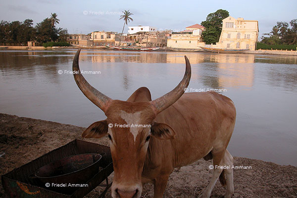 WORLD - Senegal - Saint-Louis