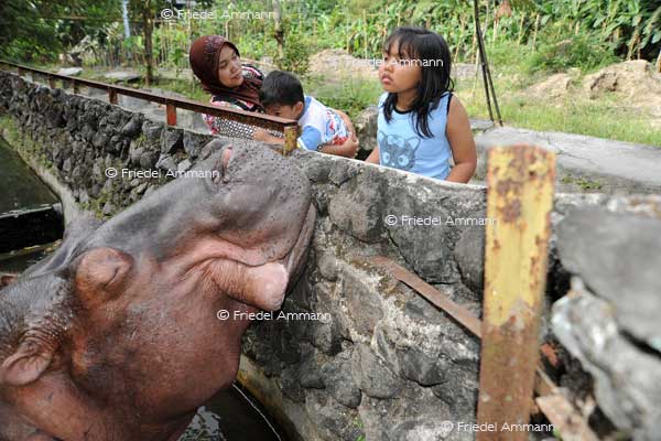 WORLD – Indonesien, Java - Yogyakarta Zoo