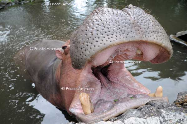 WORLD – Indonesien, Java - Yogyakarta Zoo
