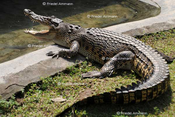 WORLD – Indonesien, Java - Yogyakarta Zoo