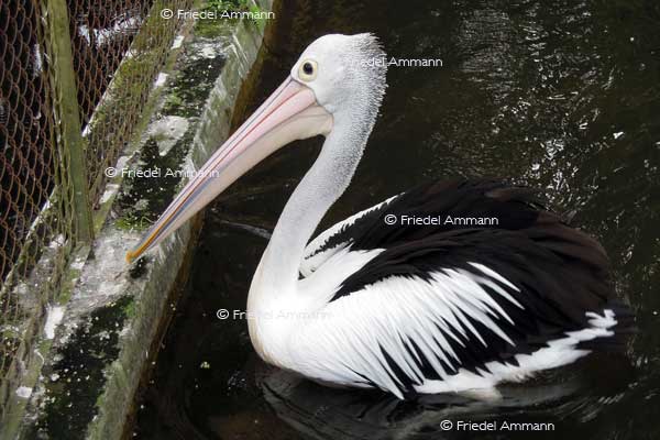WORLD – Indonesien, Java - Yogyakarta Zoo