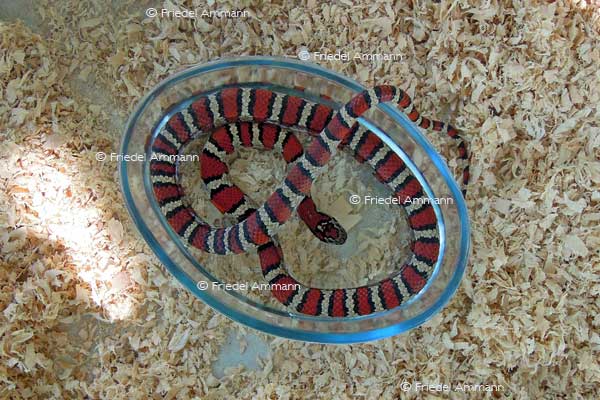 WORLD – Indonesien, Java - Yogyakarta Zoo