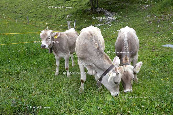 WIRTSCHAFT / ECONOMY - Landwirtschaft / Agriculture - Schweizer Braunvieh, Kälber / Swiss Brown Cattle Calves