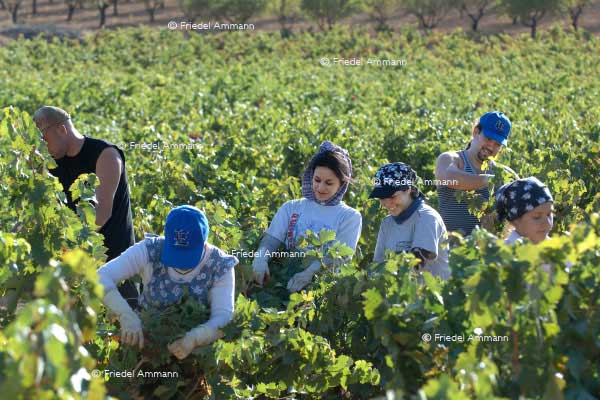 WIRTSCHAFT / ECONOMY - Landwirtschaft / Agriculture – Weinlese / Vintage