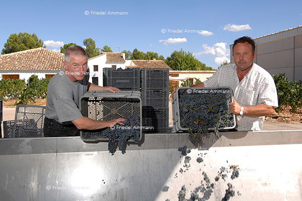WIRTSCHAFT / ECONOMY - Landwirtschaft / Agriculture – Weinlese / Vintage