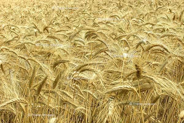 WIRTSCHAFT / ECONOMY - Landwirtschaft / Agriculture – Gerste / Barley