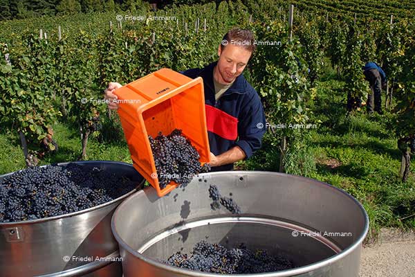 WIRTSCHAFT / ECONOMY - Landwirtschaft / Agriculture – Weinlese / Vintage