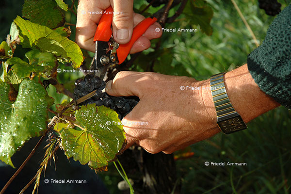 WIRTSCHAFT / ECONOMY - Landwirtschaft / Agriculture – Weinlese / Vintage