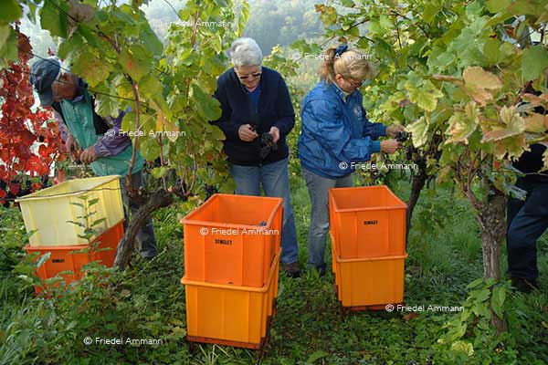 WIRTSCHAFT / ECONOMY - Landwirtschaft / Agriculture – Weinlese / Vintage