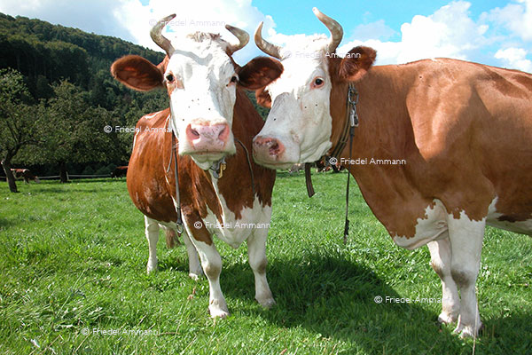 WIRTSCHAFT / ECONOMY - Landwirtschaft / Agriculture - Rotes Fleckvieh / Swiss Red Cattle