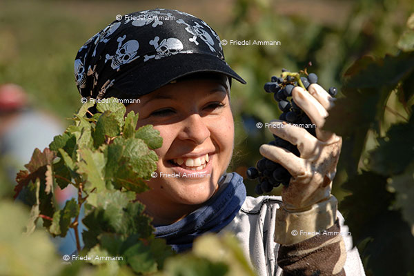 WIRTSCHAFT / ECONOMY - Landwirtschaft / Agriculture – Weinlese / Vintage