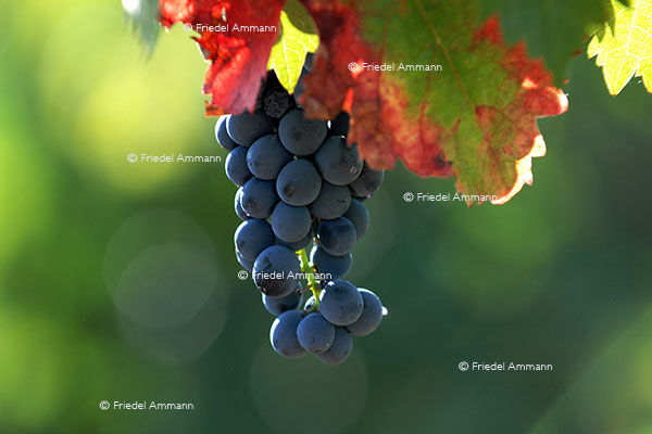 WIRTSCHAFT / ECONOMY - Landwirtschaft / Agriculture – Weintrauben / Grape
