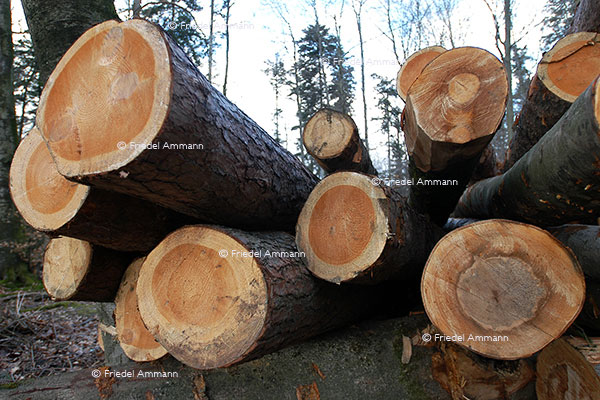 WIRTSCHAFT / ECONOMY - Landwirtschaft / Agriculture – Forstwirtschaft / Forestry