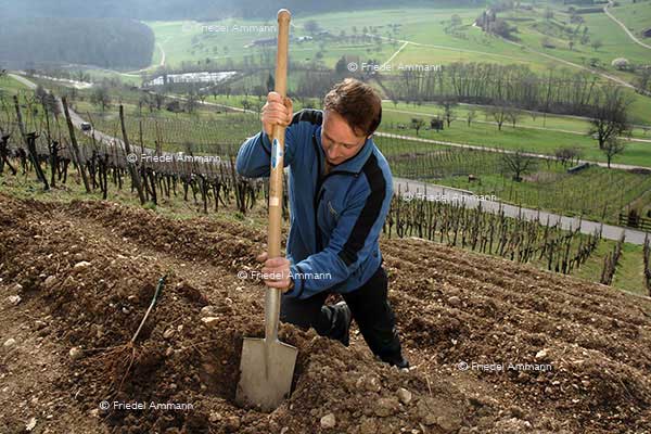 WIRTSCHAFT / ECONOMY - Landwirtschaft / Agriculture - Weinbauer / Winemaker Stocker, Muttenz 