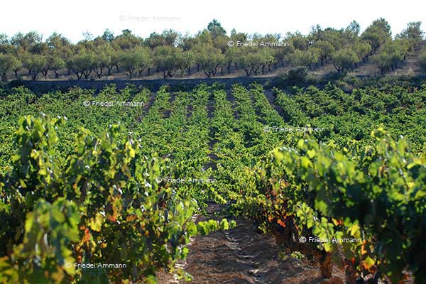WIRTSCHAFT / ECONOMY - Landwirtschaft / Agriculture - Casa Lo Alto - Utiel-Requena, Spanien