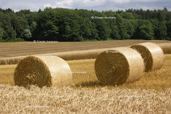 WIRTSCHAFT / ECONOMY - Landwirtschaft / Agriculture 