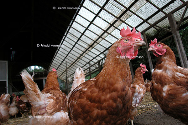 WIRTSCHAFT / ECONOMY - Landwirtschaft / Agriculture 