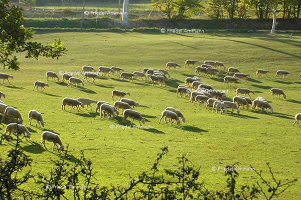 WIRTSCHAFT / ECONOMY - Landwirtschaft / Agriculture - Luberon, France
