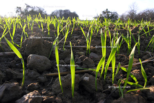 WIRTSCHAFT / ECONOMY - Landwirtschaft / Agriculture 