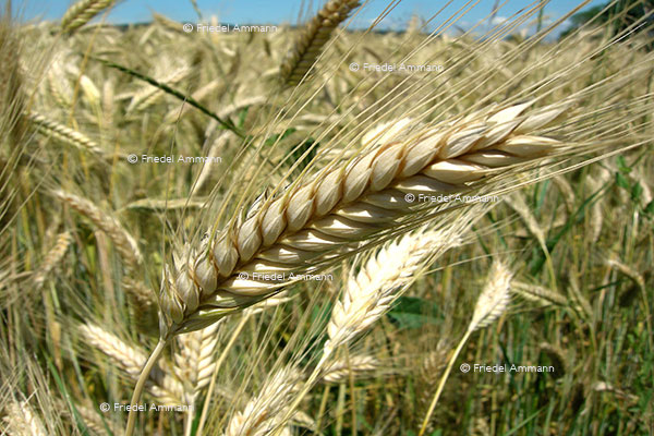 WIRTSCHAFT / ECONOMY - Landwirtschaft / Agriculture – Gerste / Barley