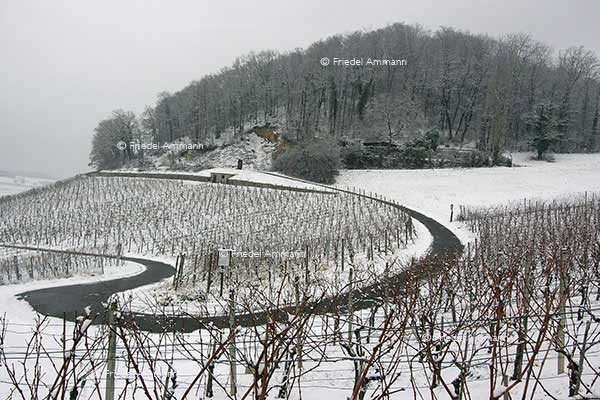 WIRTSCHAFT / ECONOMY - Landwirtschaft / Agriculture - Weingebiet / Vineyard Stocker, Muttenz, Schweiz