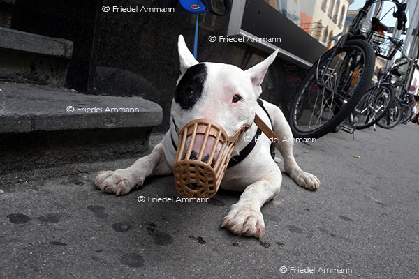 WIRTSCHAFT / ECONOMY - Gesellschaft / Society – Maulkorb für Kampfhunde / Muzzle for Beast